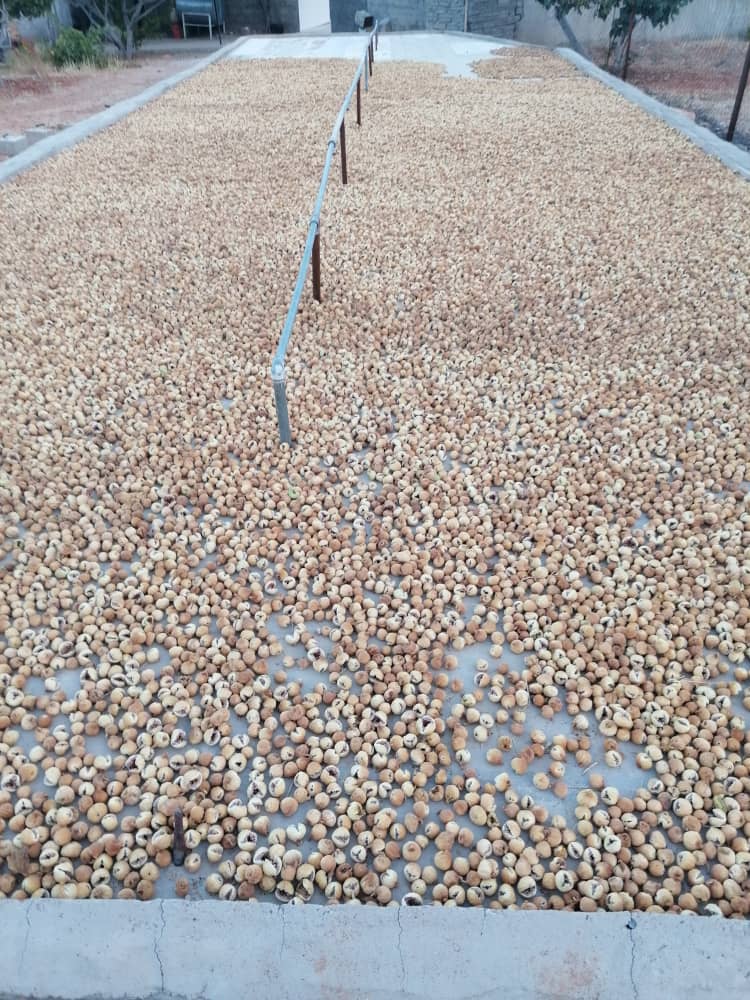 تصویر 1 از بهترین انجیر مرغوب استهبان ریز (A) + قیمت عمده